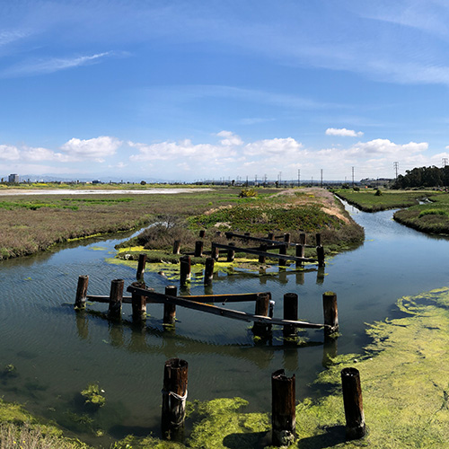 Ballona Wetlands