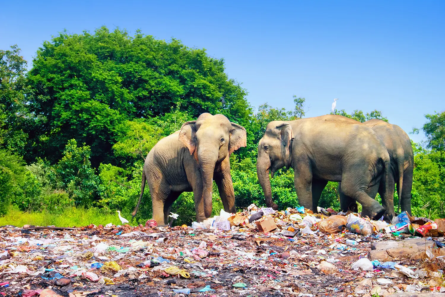 plastic waste -- elephants